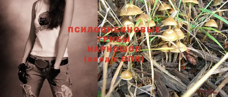 магазин продажи   OMG зеркало  Галлюциногенные грибы Psilocybe  Циолковский 